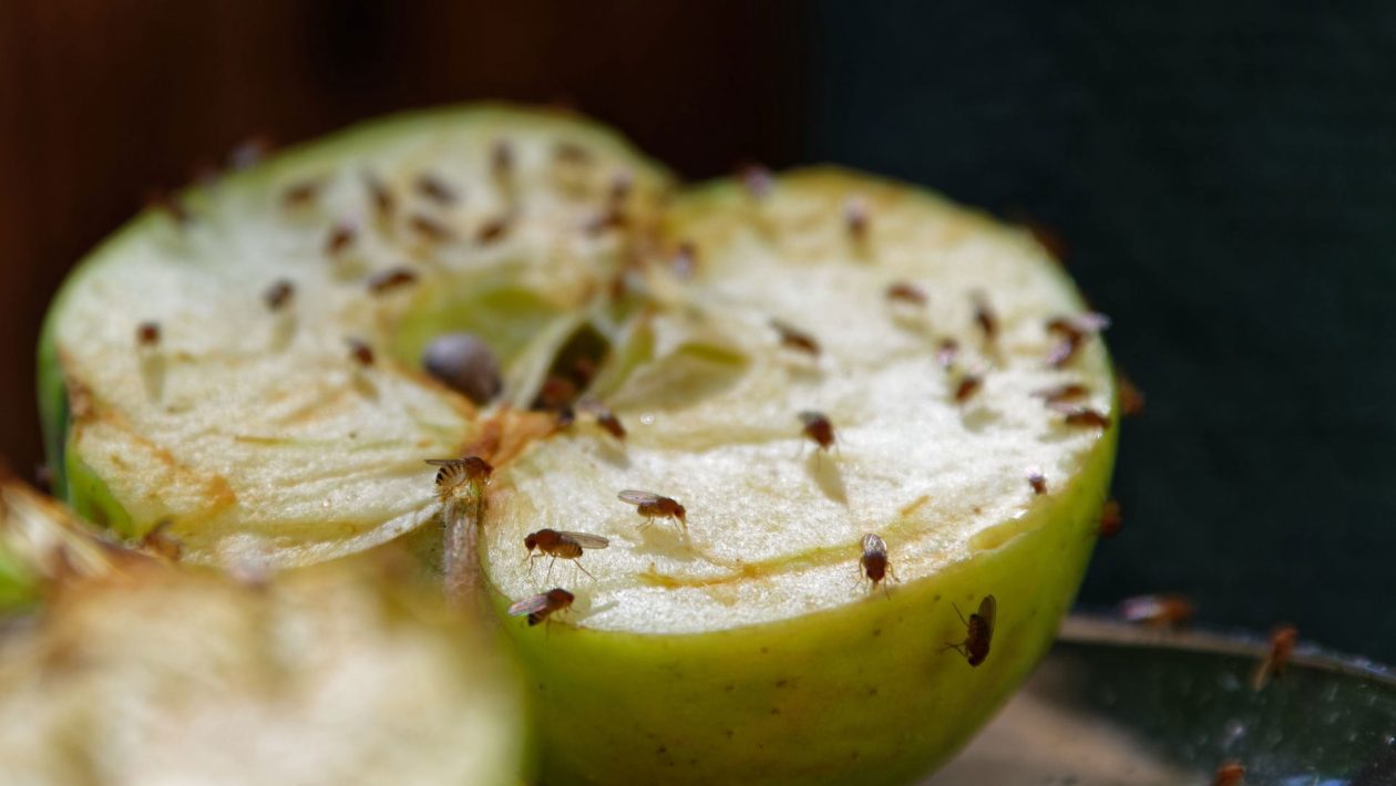 fruitvliegjes