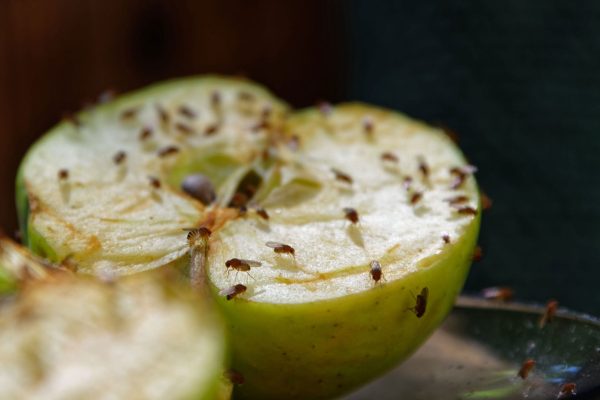 fruitvliegjes