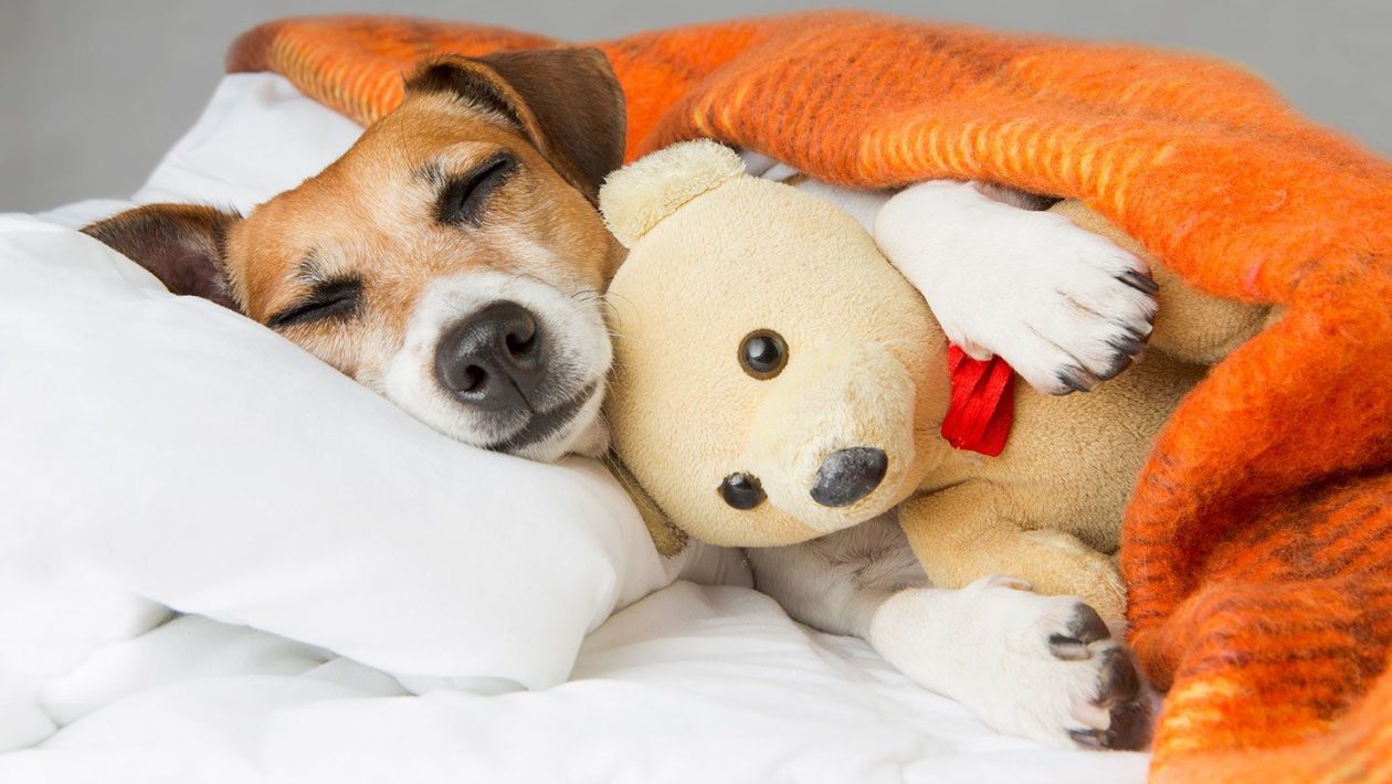 honden