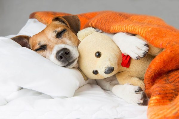 honden
