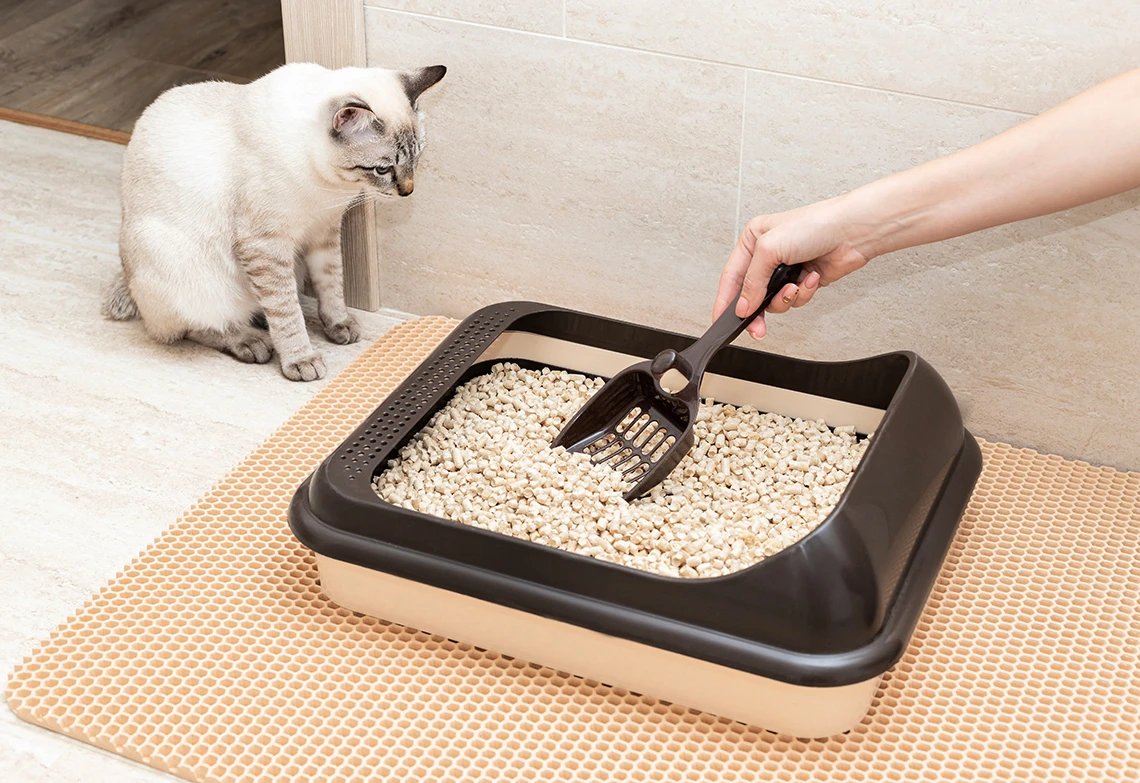 kattenbak